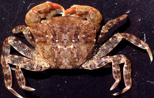 Japanische Strandkrabbe