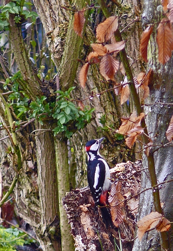 Buntspecht, Foto: M.Knake