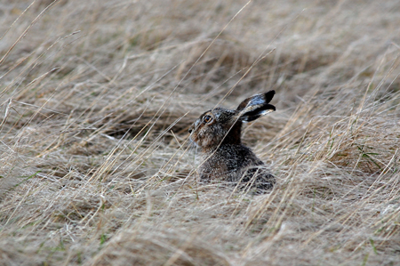 Osterhase