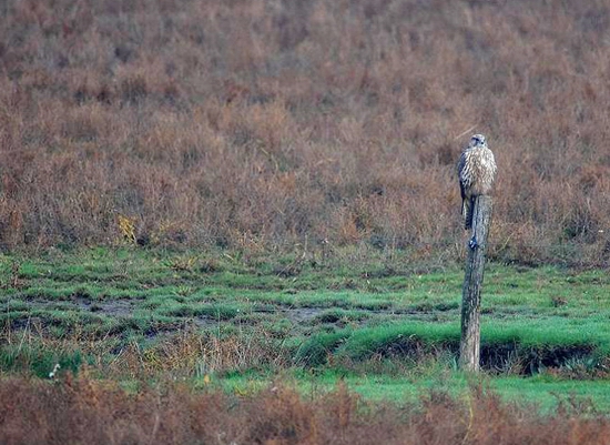 Gerfalke am Dollart, 2008, Foto: Eilert Voß