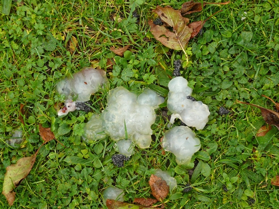 glibber_frosch_nov20081