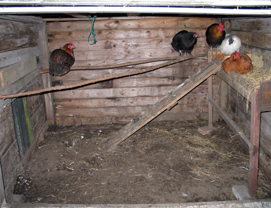 Hühnerstall in Holtgast