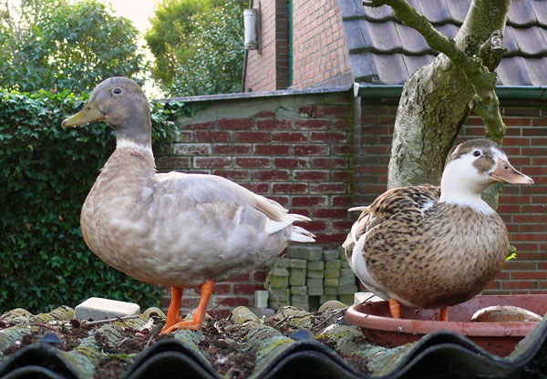 Enten_Holtgast, Foto (C): Knake