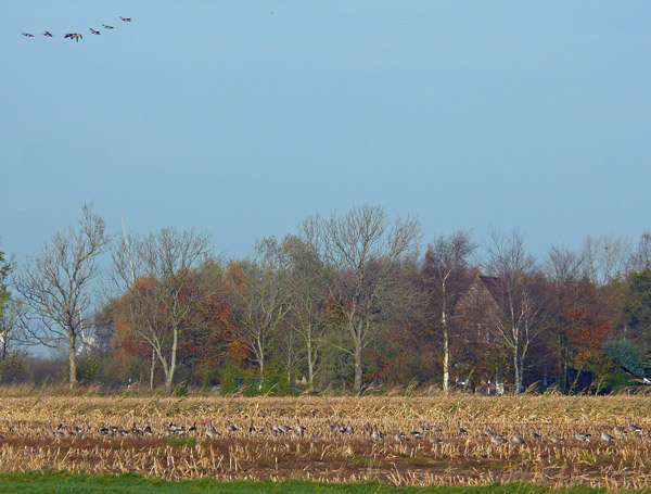 Gaense_Holtgast_b_2013-11-08, Foto (C): Manfred Knake